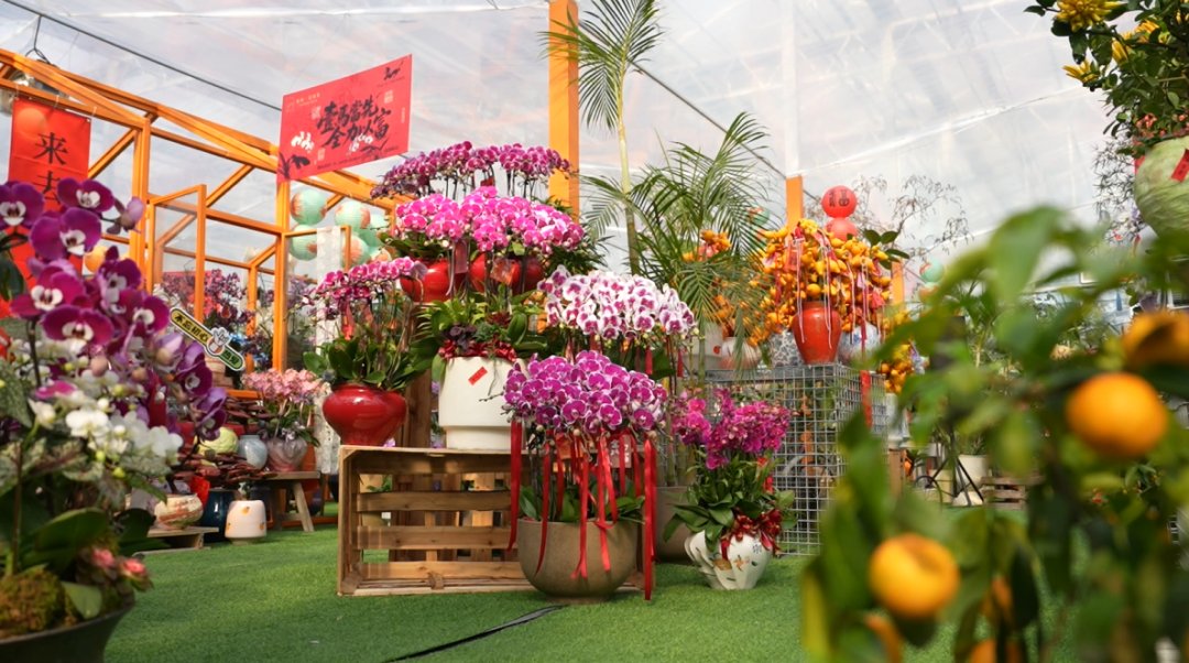 LinpingStyle's tweet image. 😍As a &quot;regular guest&quot; among Lunar New Year flowers, phalaenopsis orchids are currently in their peak season. 🌼🌸🪻At the phalaenopsis farm base in #Linping, potted #orchids crafted with artistic designs boast both beauty and charm.