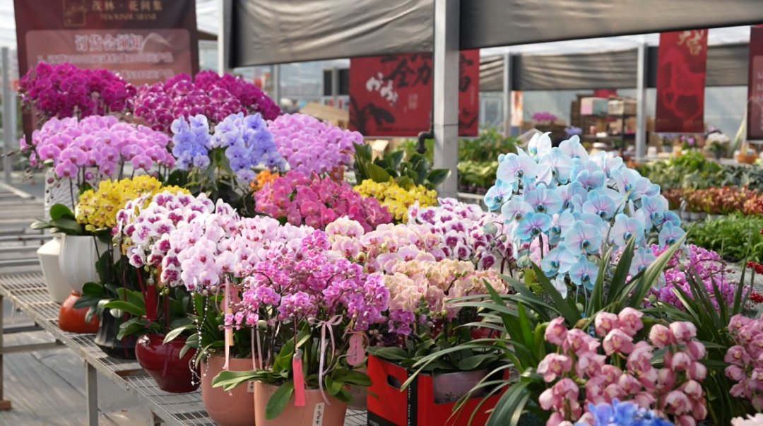 LinpingStyle's tweet image. 😍As a &quot;regular guest&quot; among Lunar New Year flowers, phalaenopsis orchids are currently in their peak season. 🌼🌸🪻At the phalaenopsis farm base in #Linping, potted #orchids crafted with artistic designs boast both beauty and charm.