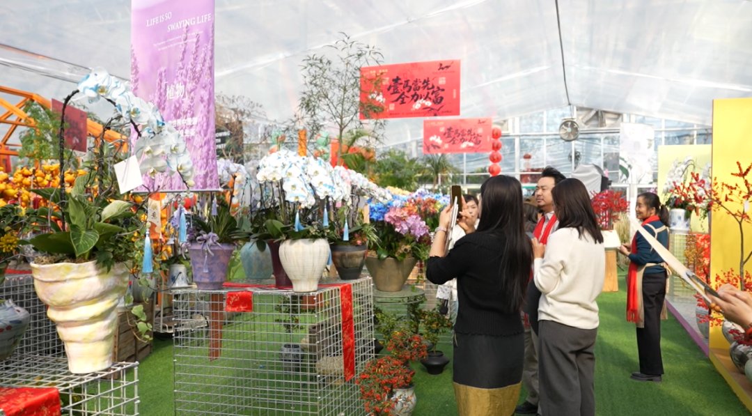 LinpingStyle's tweet image. 😍As a &quot;regular guest&quot; among Lunar New Year flowers, phalaenopsis orchids are currently in their peak season. 🌼🌸🪻At the phalaenopsis farm base in #Linping, potted #orchids crafted with artistic designs boast both beauty and charm.