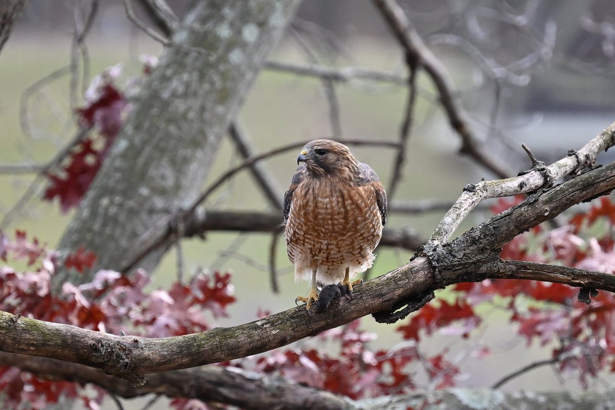 WheelerDaEd's tweet image. One very hungry Hawk.