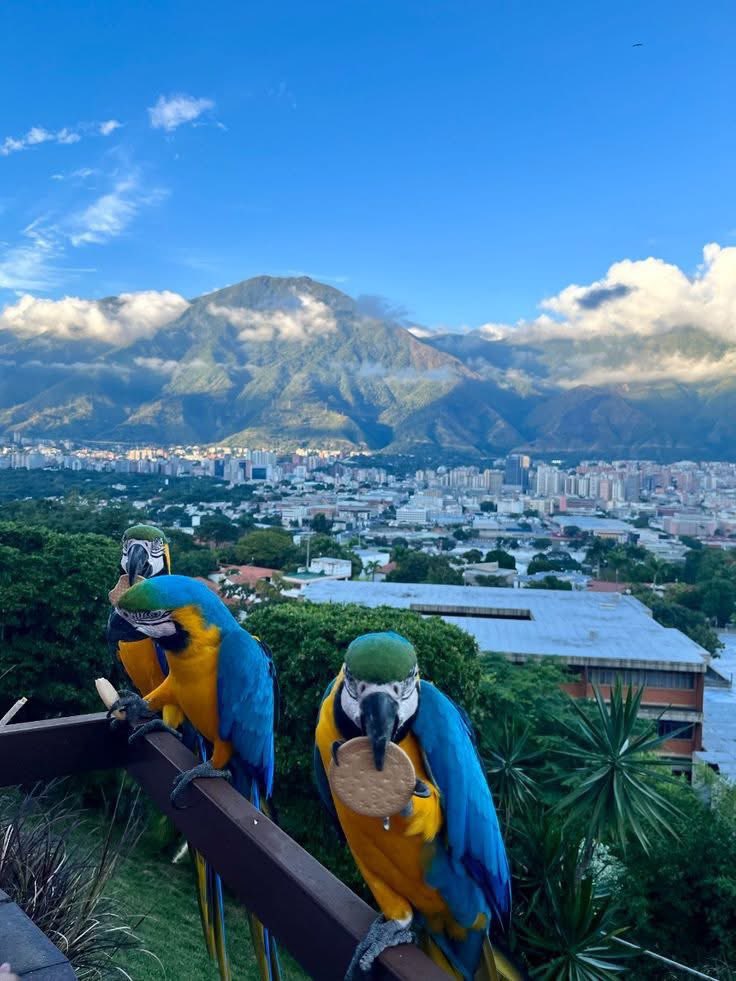 Hermosa panorámica 
CARACAS Venezuela 
🇻🇪🇻🇪🇻🇪🇻🇪🇻🇪🇻🇪🇻🇪🇻🇪
<a href="/venezuelaenfoto/">Venezuela en Foto</a>