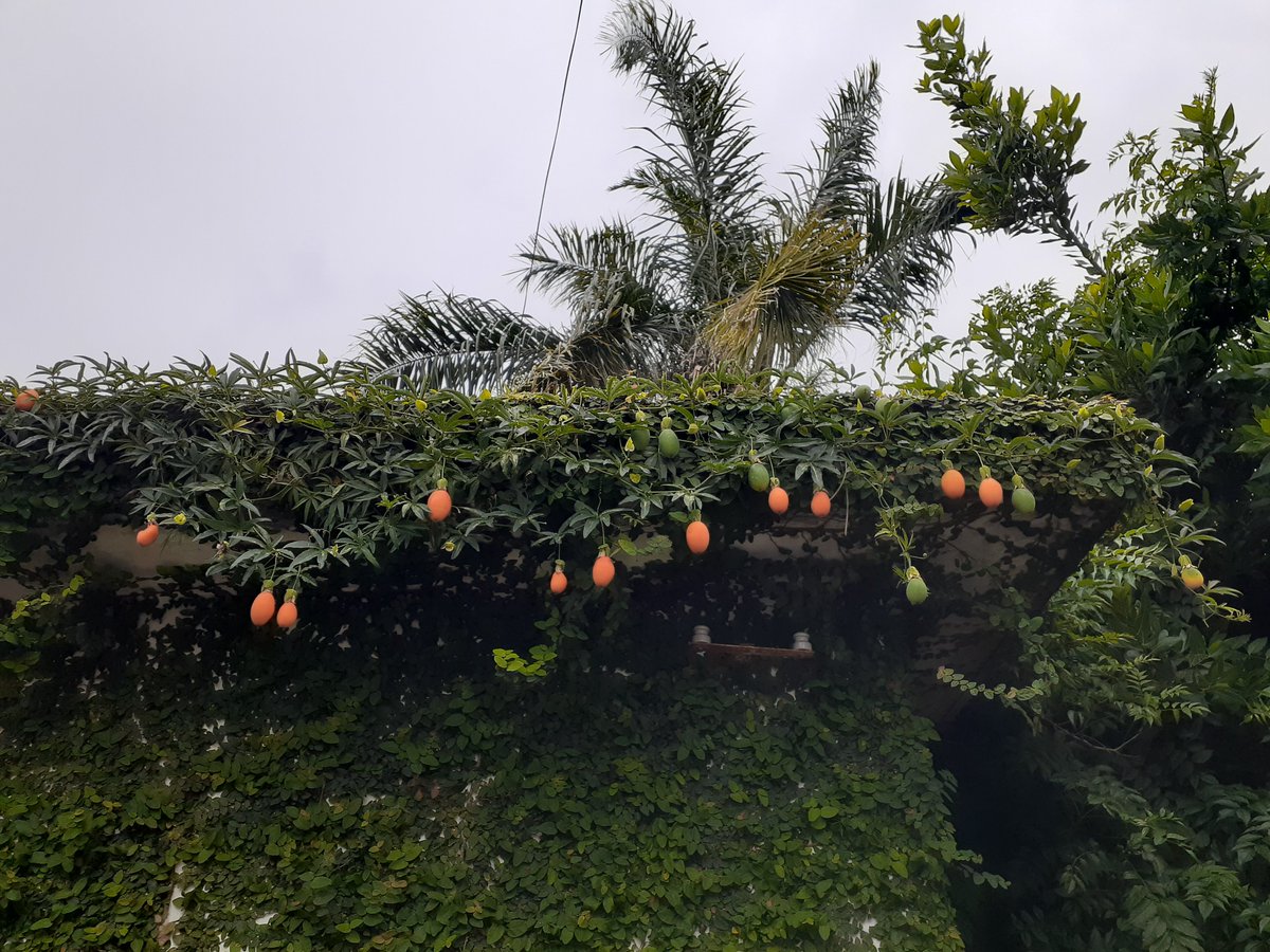 DruidBloggerOK's tweet image. En el techo del galpón, con su frente ya cubierto por la enamorada del muro, cruza una guirnalda natural de pasionaria, con frutos de mburucuyá pendiendo como adornos navideños.
Detrás, el fondo de un cielo plomizo y la palmera, que se menea como danzarina caribeña.