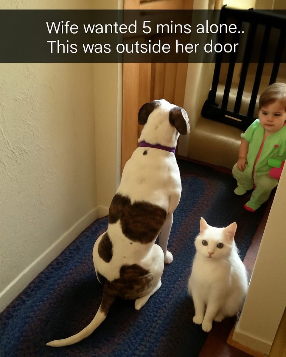 Puppieslover's tweet image. 