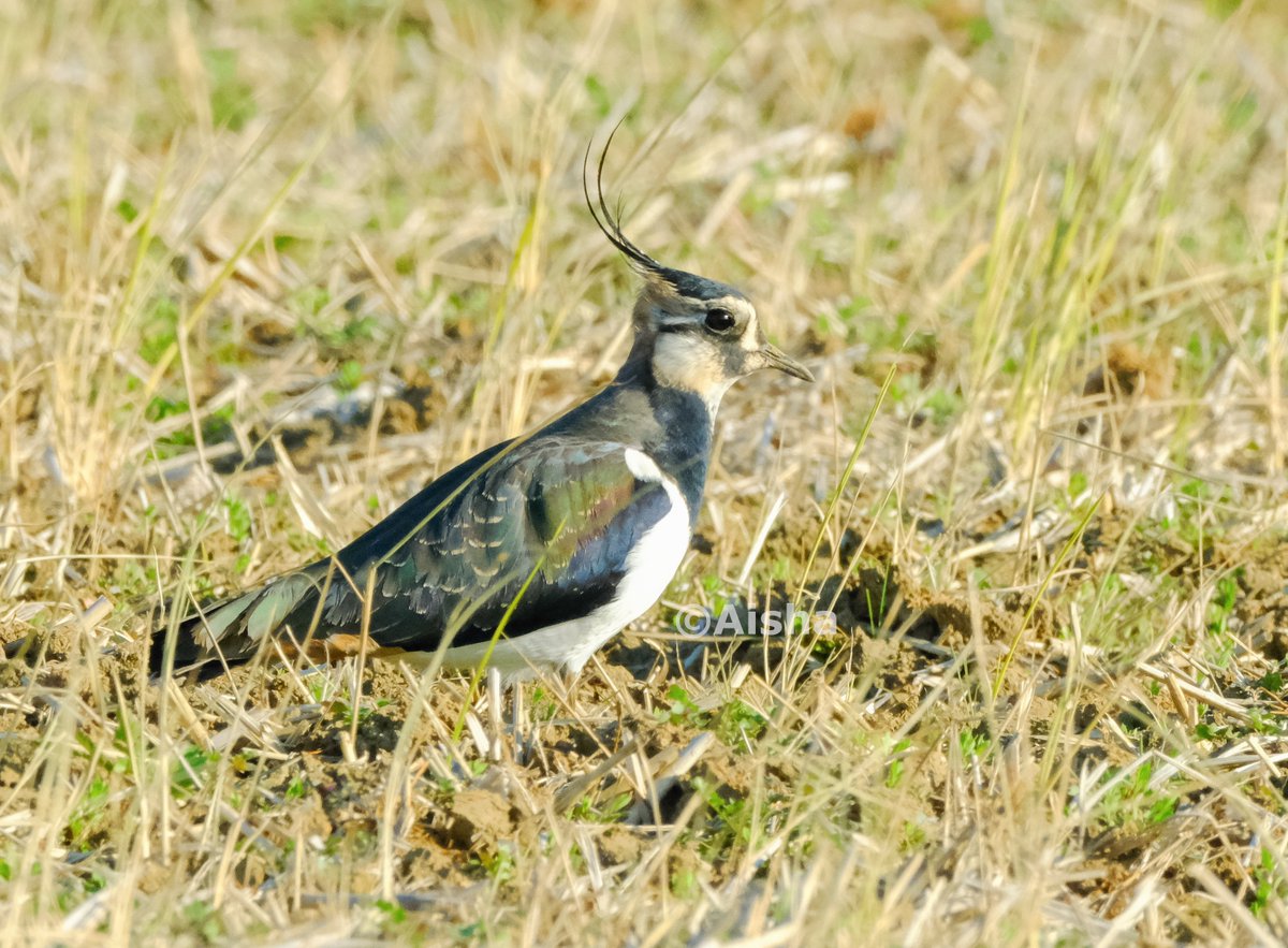 初めて #タゲリ さんに会えました！「よくいる場所」らしいのですが