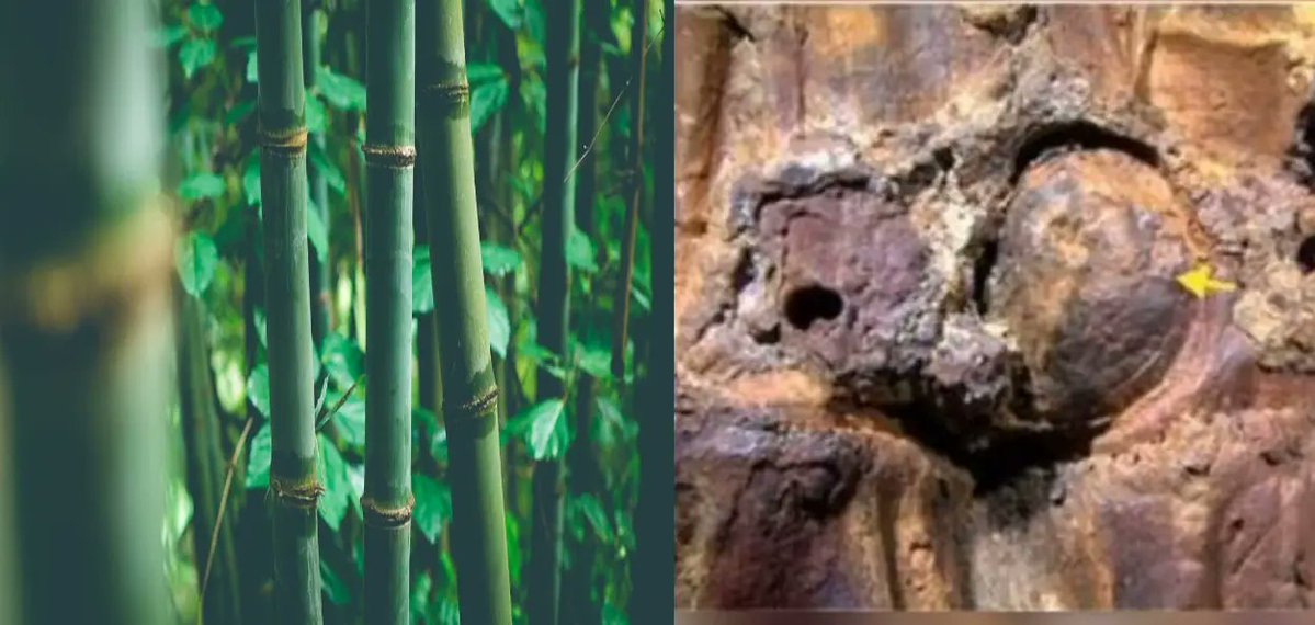 AwazBangla's tweet image. NEWS || তিন হাজার সাতশো বছরের বাঁশের জীবাশ্মে নতুন তথ্য, তুষার যুগেও টিকে ছিল ‘বাঁশ’, মণিপুরে মিলল বিবর্তনের বিরল প্রমাণ

Read more: bangla.awazthevoice.in/culture-news/n…

#bamboo #fossils  #historical  #manipur #India  @mygovindia  @AssamAwaz