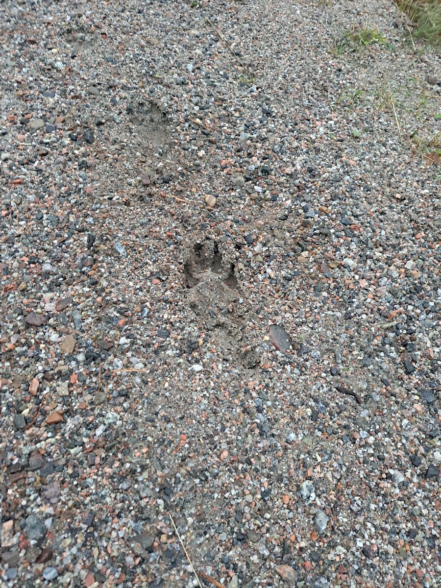 Håkan Berglind 🇸🇪 tweet media
