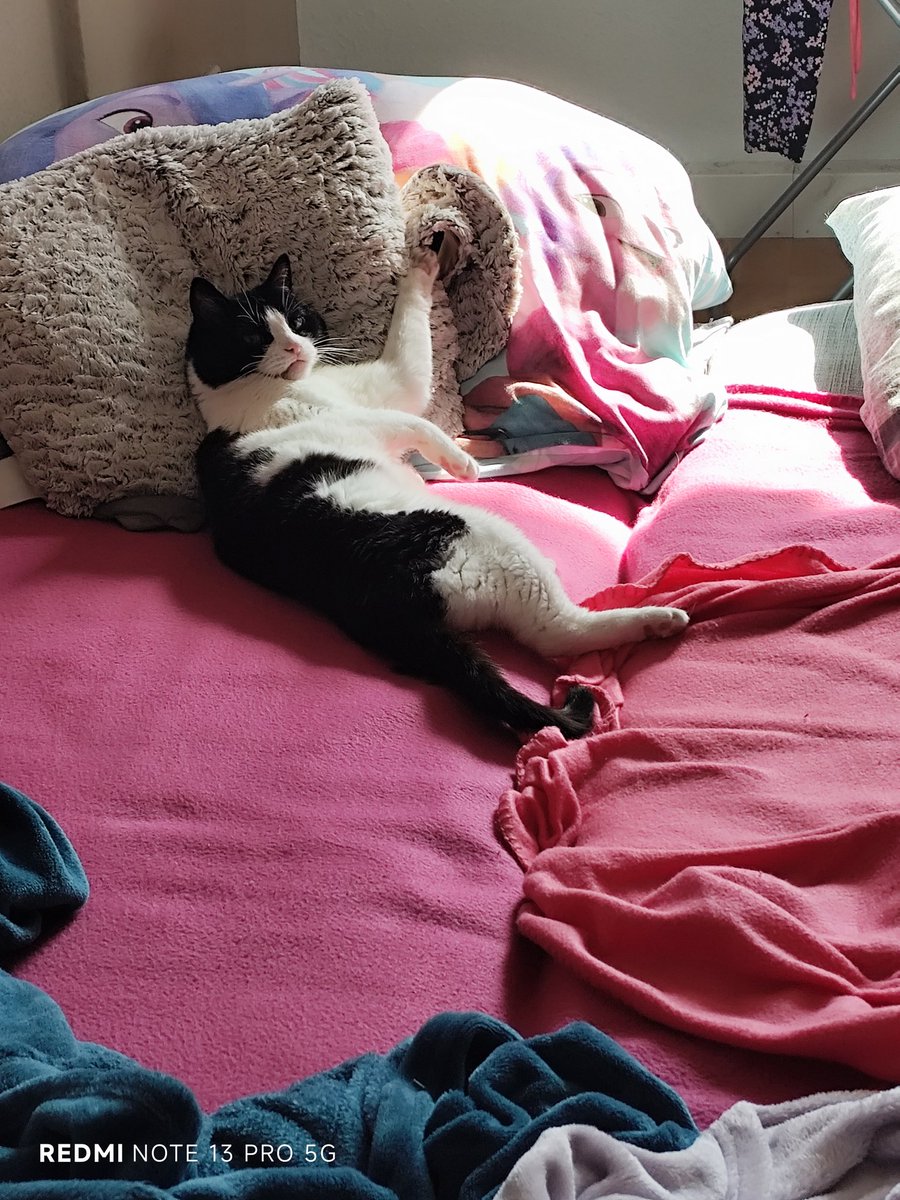 Tinker93Xx's tweet photo. @MietzekatzenMan Meine Katze "Biene" 😊 https://t.co/Ip5sEEK4zB