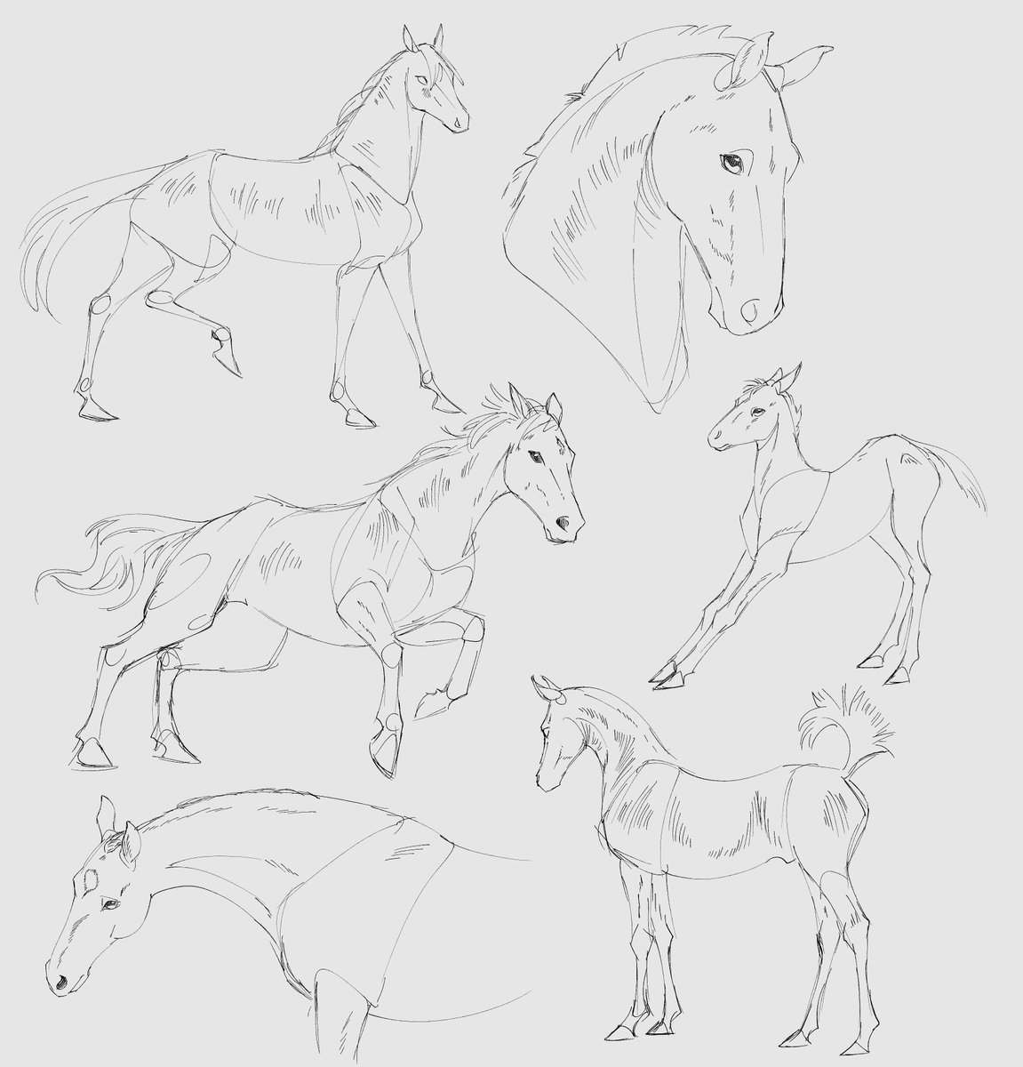 Day 1 of drawing over horse photos until I muscle memory their anatomy 🐎