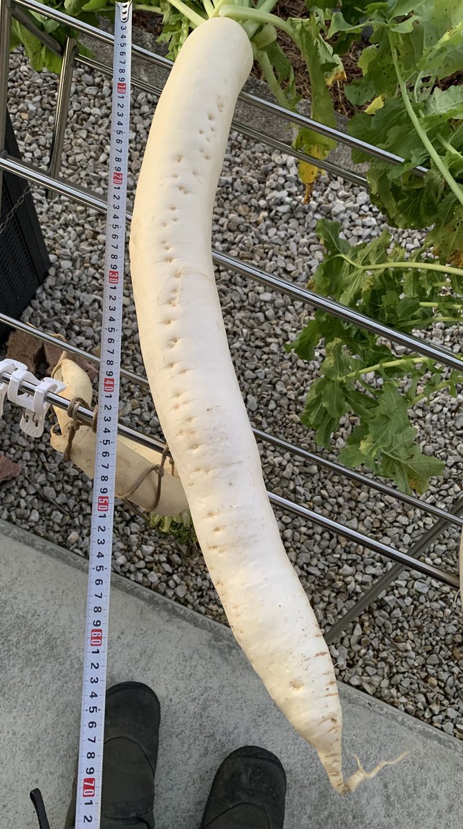 witch_gra's tweet photo. すんごいのが取れた。
約70cm https://t.co/NFg4Z6yVBb