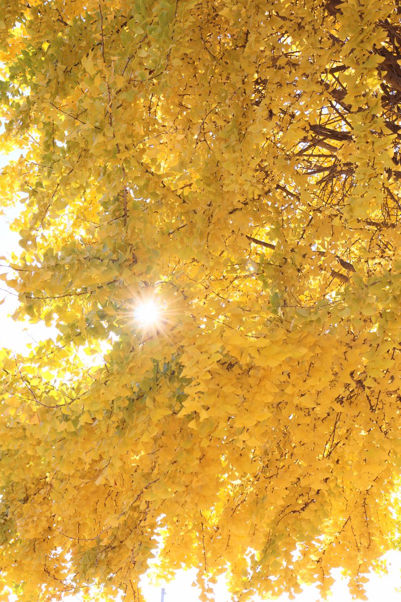 銀杏もめっちゃきれいだった✨
この全体が真っ黄色ってのがすごいよねぇ