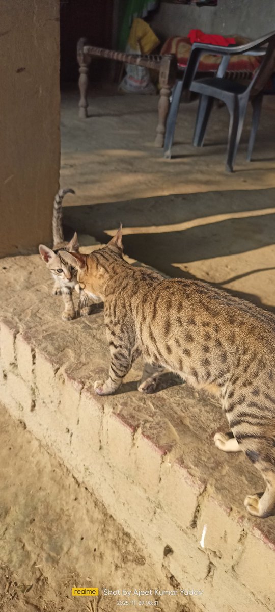 Ajeet Yadav tweet media