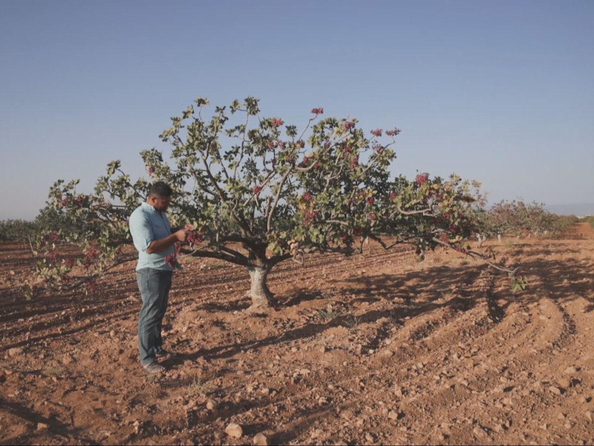 bbuizer's tweet image. Het opheffen van sancties is cruciaal om export mogelijk te maken en om de wederopbouw van Syrië op gang te krijgen. De belangstelling voor de eeuwenoude #pistacheboom kan daarbij een opening zijn naar de rest van de wereld.

Foto pistacheboom; bron: @NOS    2/X