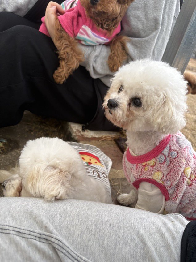 유사천의 사료가 거의 다 소진되었습 니다. 아이들은 하루에 여러 번 작은 양을 나누어서 급여해야 하기에 사료는 멈출 수 없는 가장 기본적인 생명줄과도 같습니다. 현재 필요로 하는 사료는 아래와 같습니다. 로얄캐닌 프로페셔널 미니 퍼피/ANF 6Free 비프&amp;연어 / ANF 소형견 사료 400g