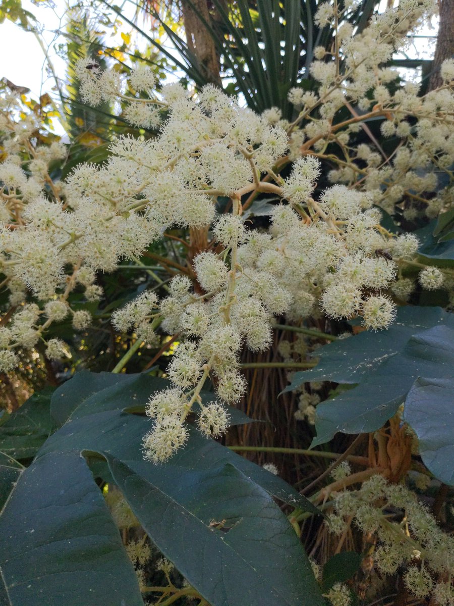 Вас приветствует тетрапанакс (цветёт и жужжит) <a href="/Aloelujah/">Inner Magnolia</a>