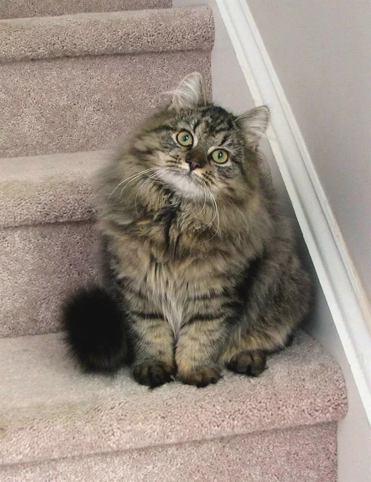 norwegian forest cat