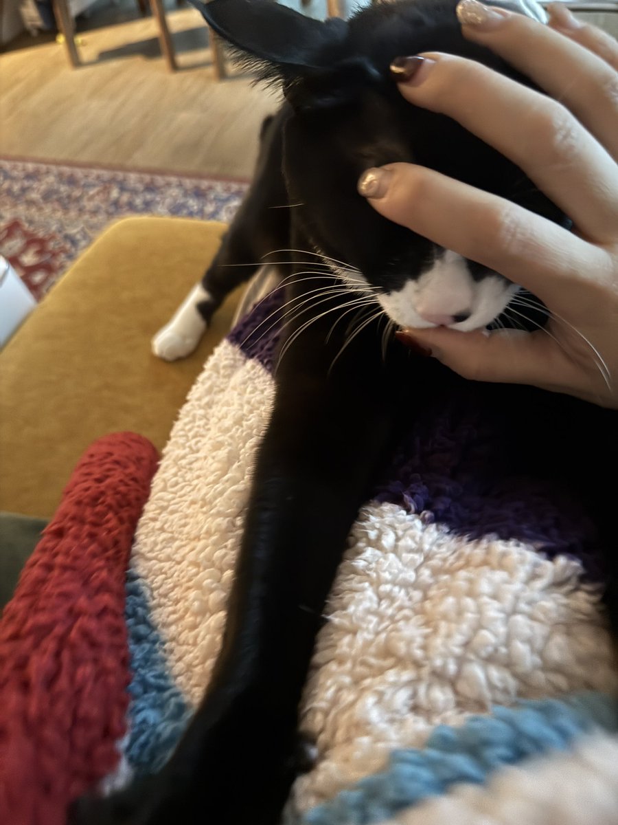 hy_pergirls's tweet image. 디오 꾹쭙이를 한참 받다가 문득 영어로는 꾹쭙이를 뭐라고 하는지 궁금해서 찾아봤는데 뭐 하나 생동감 넘치는 표현이 없어 보이니. 영어 사용자들아 기왕 K-머시기 대잔치인 김에 K-고양이용어도 좀 배워가세요. 

ex) Dio is kookchubing.

네 맞아요. 여기가 성지입니다.