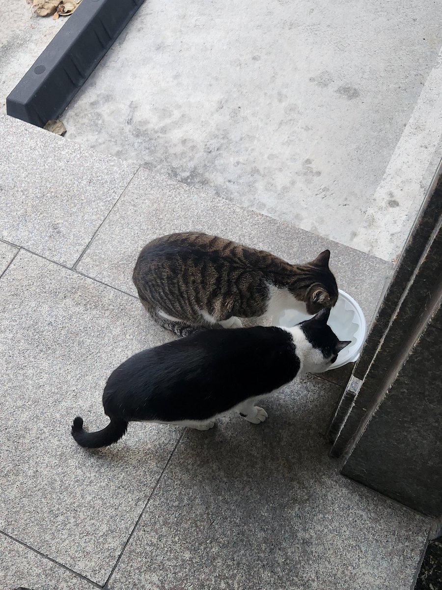 안녕하세요. 구전설화 과자점입니다.

날이 추운데 현장대기가 있어 영광입니다... 그렇지만 현재 현장판매는 하지않아서 내부에 들어오실 수 없습니다. 양해해주셔서 감사합니다. 뜨신 물 대접으로 대접해드렸습니다.🐈