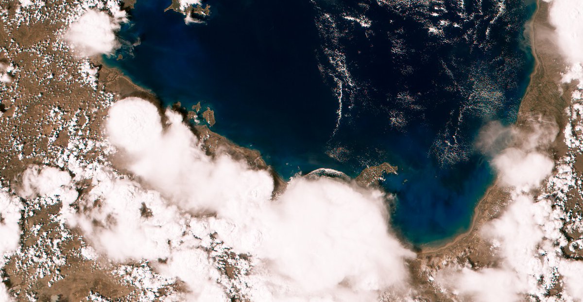 John Bell tweet media