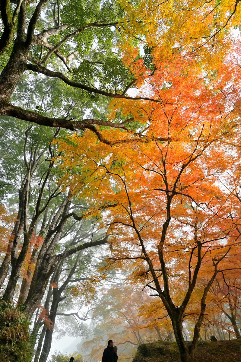 緑とオレンジが混じって綺麗