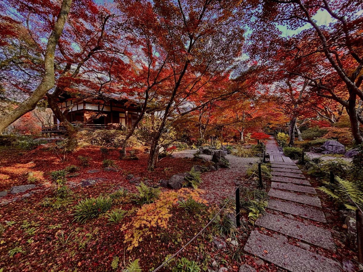area51mona's tweet photo. 宝筐院さん、スマホで撮影してみました🍁
<2025.11.27撮影>    

#宝筐院 #嵐山 #京都 #嵯峨野 #散り紅葉 #敷き紅葉 #houkyouintemple #houkyouintemple #arashiyama #kyotojapan #写真好きな人と繋がりたい https://t.co/M4CYt0YqAX