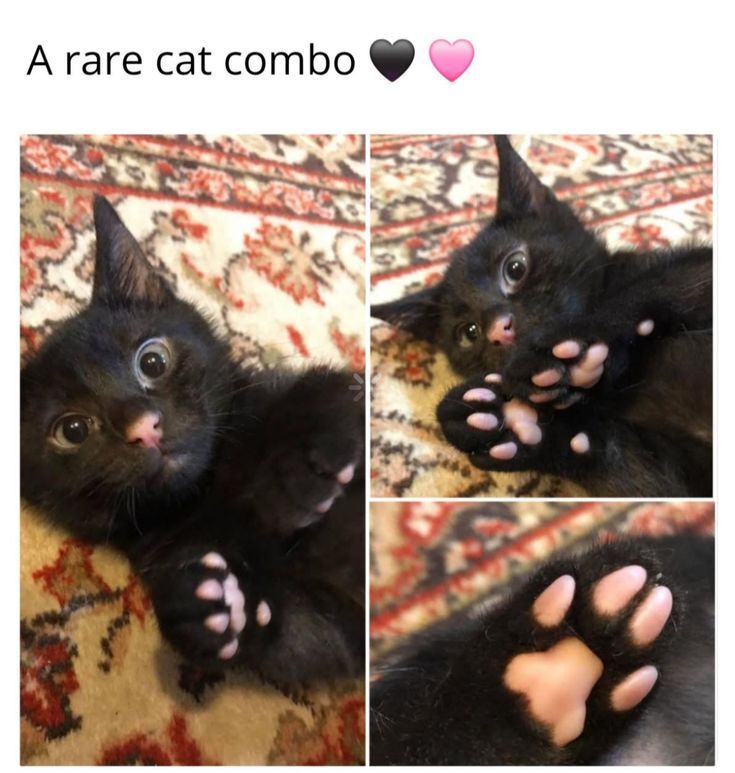 ShouldHaveCat's tweet image. 