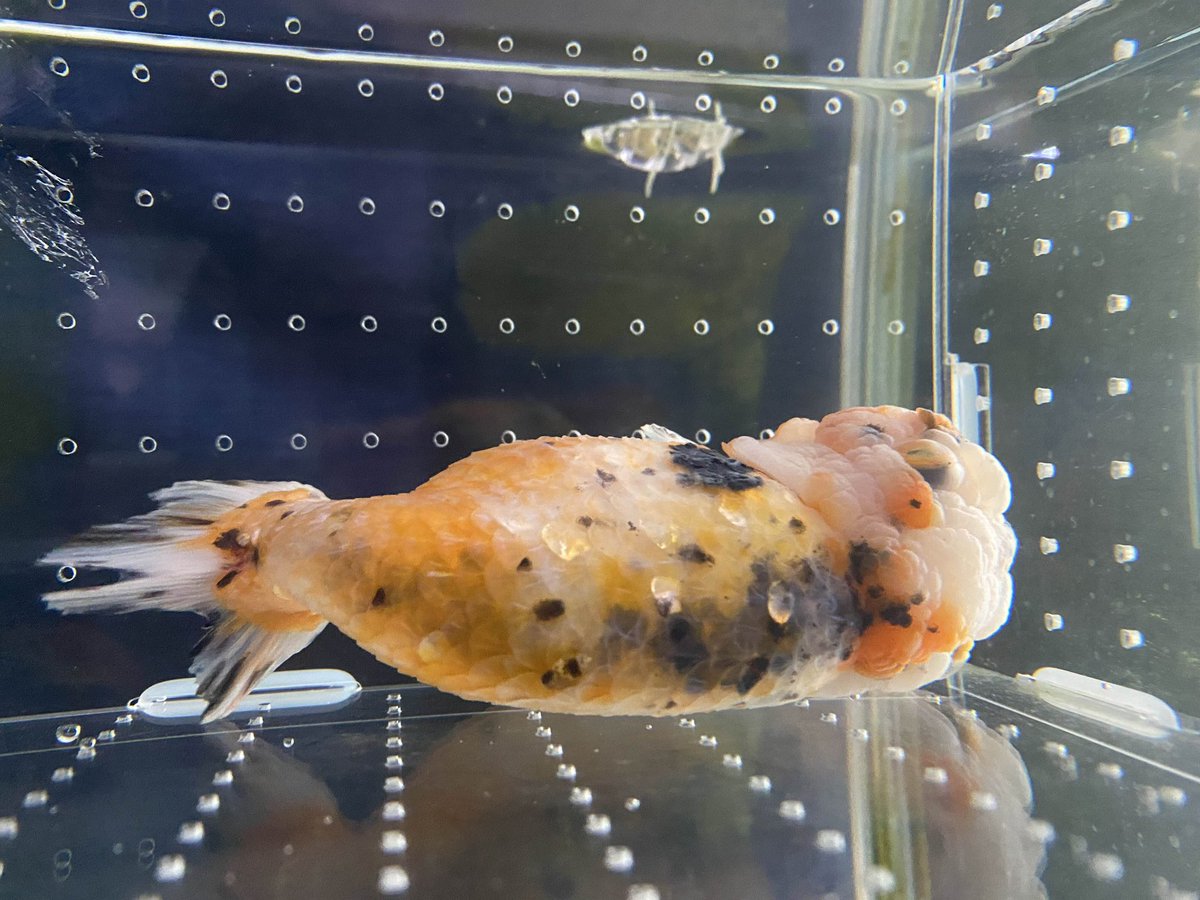 シバ犬 (@dogtea0713) / Posts / X