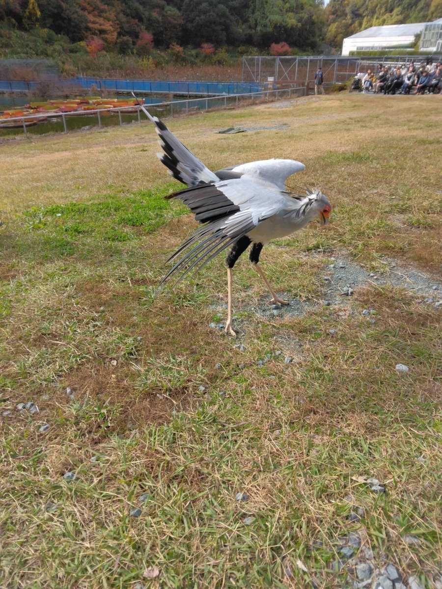 moccka1's tweet image. #Flow
の映画でヘビクイワシちゃん好き過ぎてとうとう掛川花鳥園にキックちゃん見に行ってしまった。生で見たい気持ちと写真撮りたい気持ちがせめぎあった結果ヘボい画しか撮れなかった。
でもキックちゃんのキック最高でした