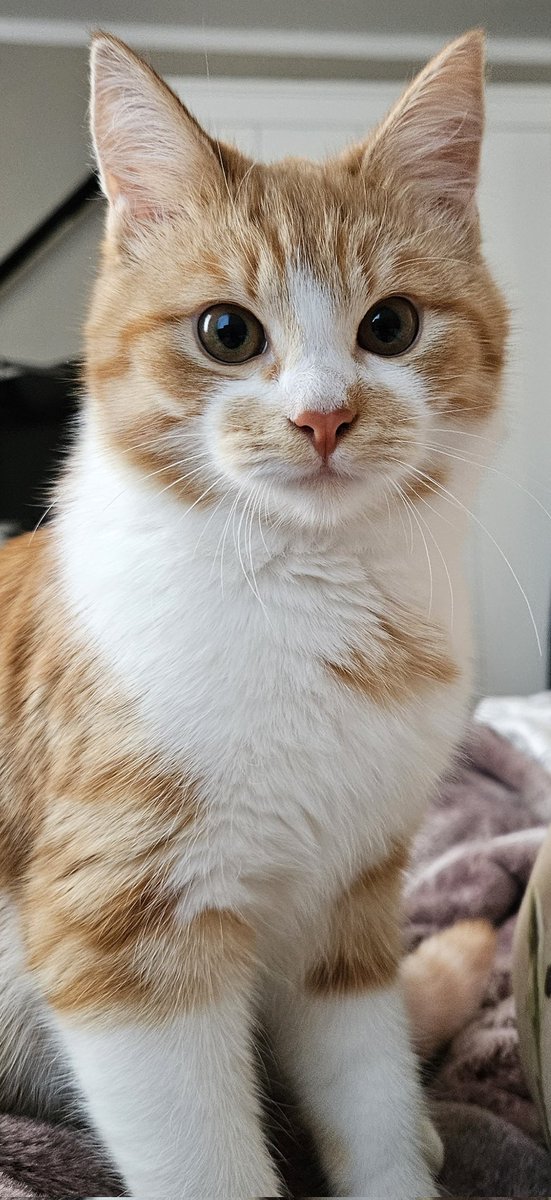 Sirsniņğīmītis 🧡 Romija.