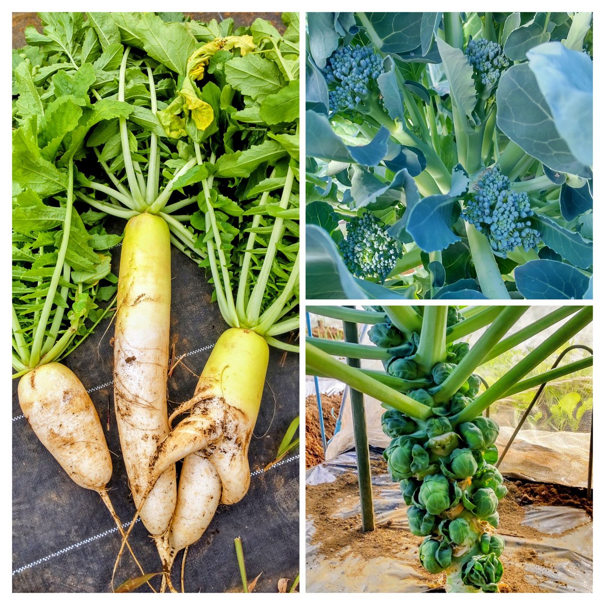 kaorin＊＊ (@kaoriof) / Posts / X