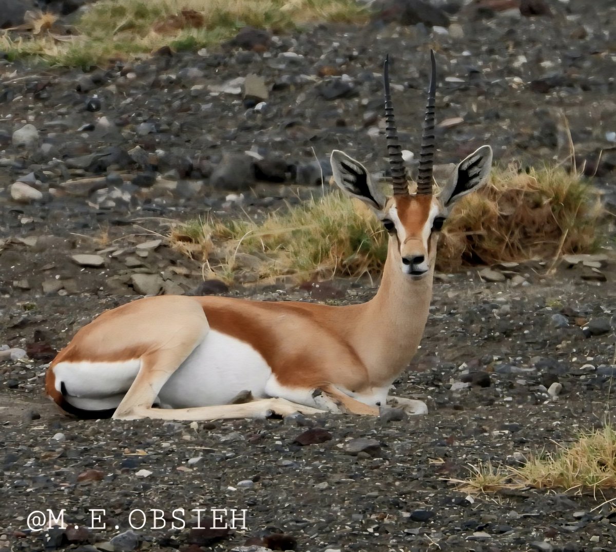 merou2004's tweet photo. #Djibouti faune :La sous-espèce de la gazelle dorcas(Gazella dorcas pelzelni)de Djibouti peut se reposer.  Cette espèce sera désormais dans l'Annexe II de la @CITES  COP20 L'exportation d'une espèce inscrite à cet Annexe nécessite la délivrance d'un permis d'exploitation⛔️.Enfin! https://t.co/lOqnRSpWri