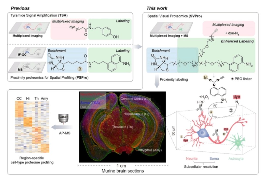ascanet's tweet image. Zhendong Zheng ... Cong Liu introduced spatial visual proteomics, which integrates single-cell proximity biotinylation coupled with fluorescence signal amplification via the trifunctional probe. 

➡️onlinelibrary.wiley.com/doi/full/10.10…

#SingleCell #SpatialBiology