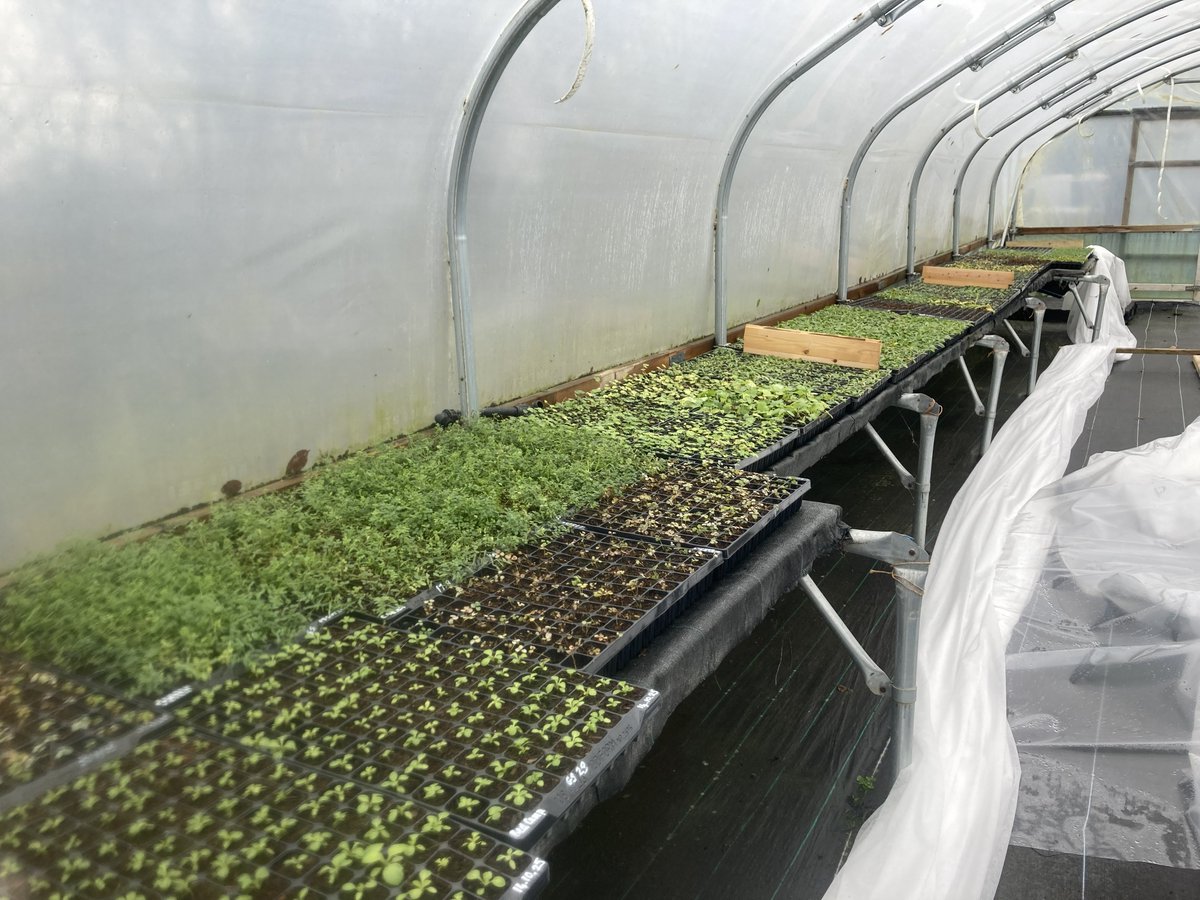 FriendsofLakes's tweet image. Jan reveals volunteer efforts in woods, tree planting, seed propagation, and poetic connections to landscape in her latest blog - including a fascinating visit to Gosling Sike nursery as part of an important seed bank project.

 #latestblog #seedbank #volunteer #landscape_joy