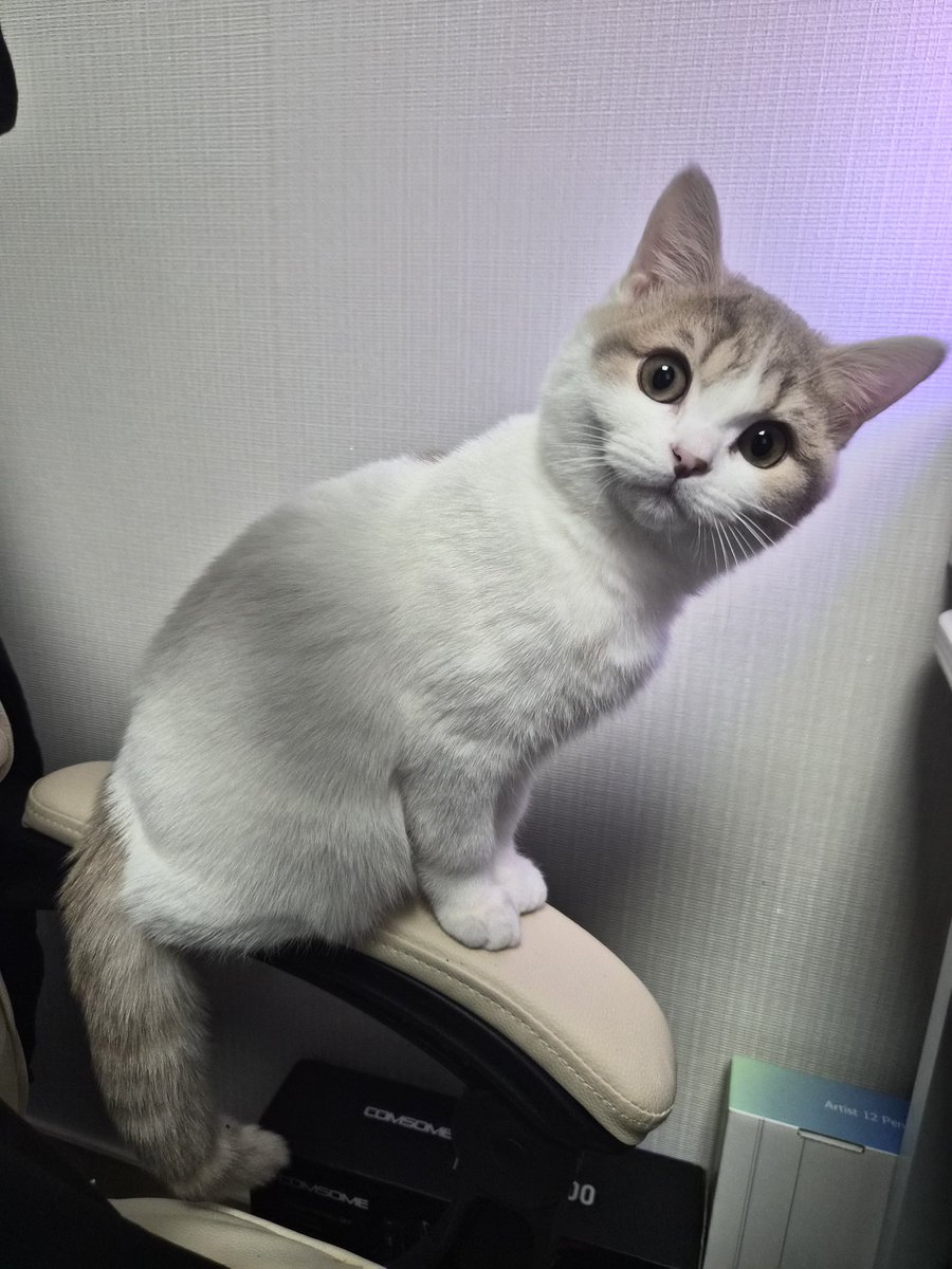 가라, 라떼!!
라떼(괭이): ???