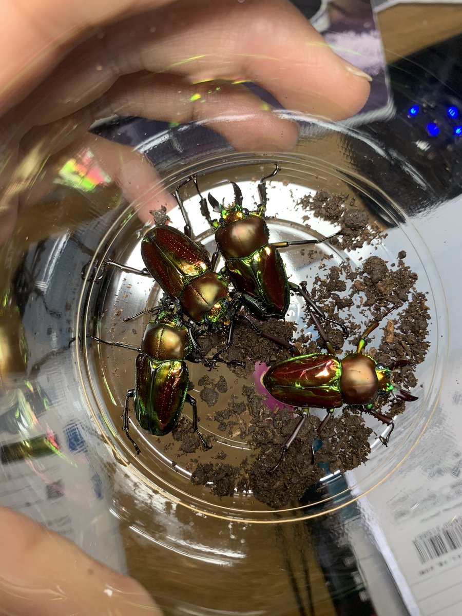 ニジイロクワガタ オーストラリア🇦🇺クイーンズランド CBF2 ヒデ