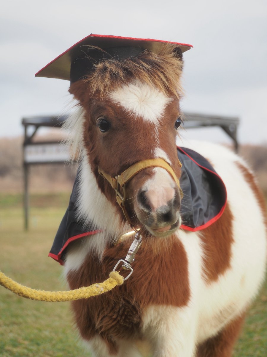 ぽんぽん🐾 (@franchise_pon) / Posts / X