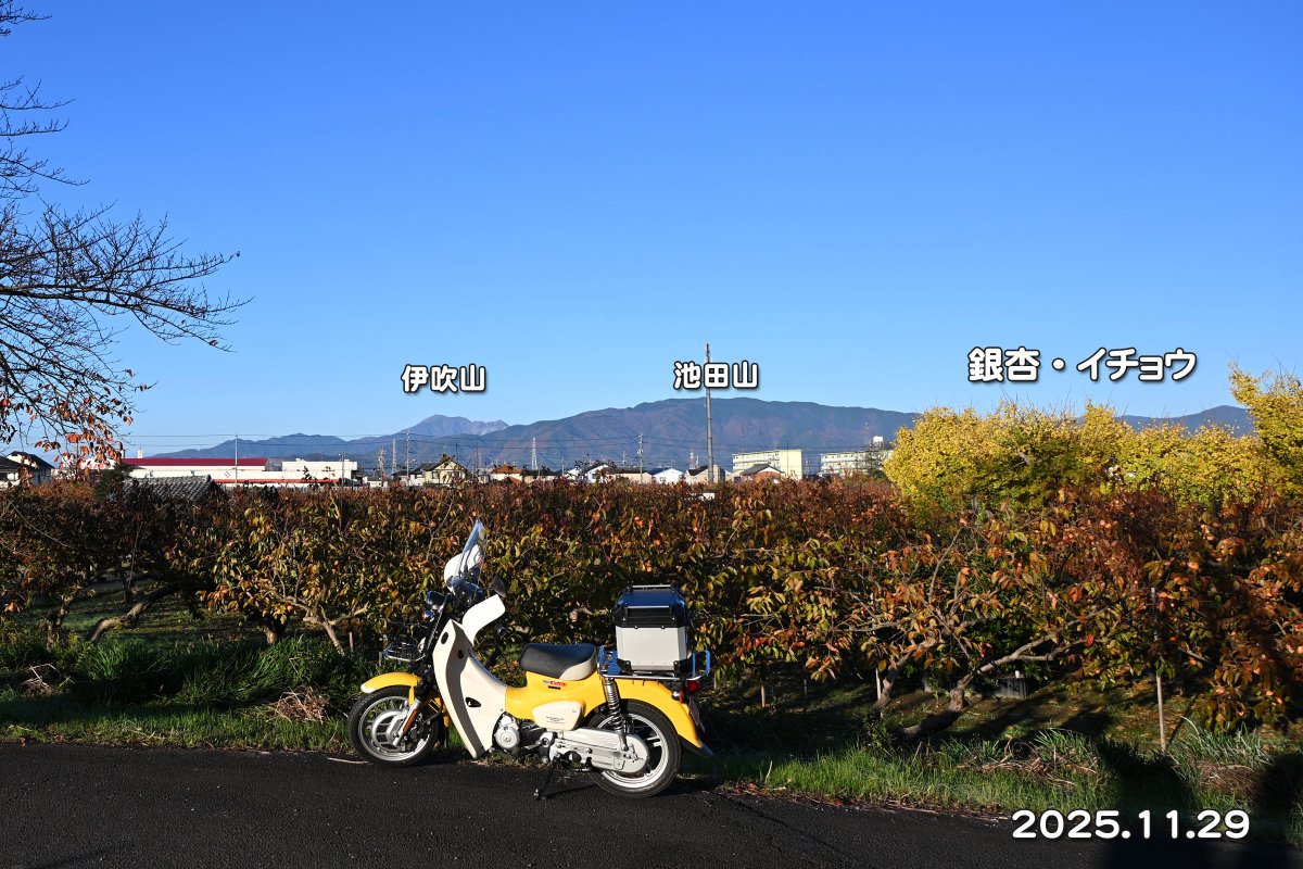 定点撮影・中山道美江寺宿の銀杏の紅葉。
先週より紅葉が進んでいる。