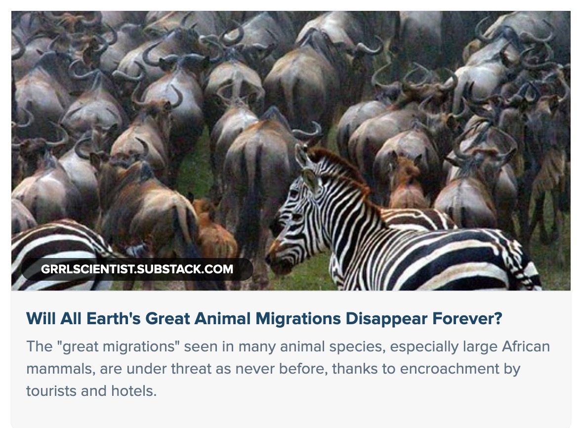 GrrlScientist's tweet image. Will Earth&apos;s Great Animal Migrations Disappear Forever?

or will they remain blocked by our &quot;Great&quot; hotels?

#SciComm by @GrrlScientist 

#Migrations #conservation #Mammals #Birds #Fish #MaasaiMara #Tourism #Hotels grrlscientist.substack.com/p/will-all-ear…