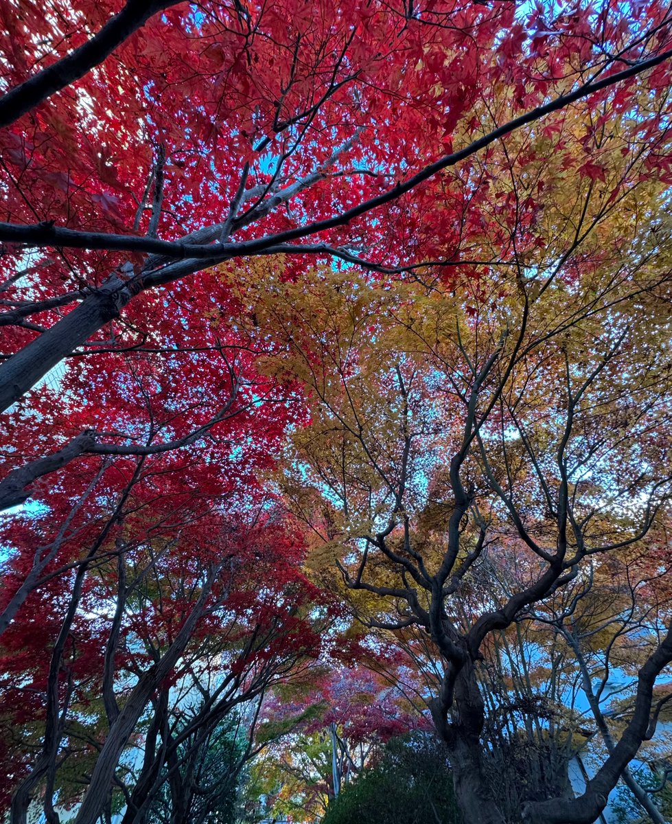 currant_S's tweet photo. 秋🍁 https://t.co/hZksqnGMjL