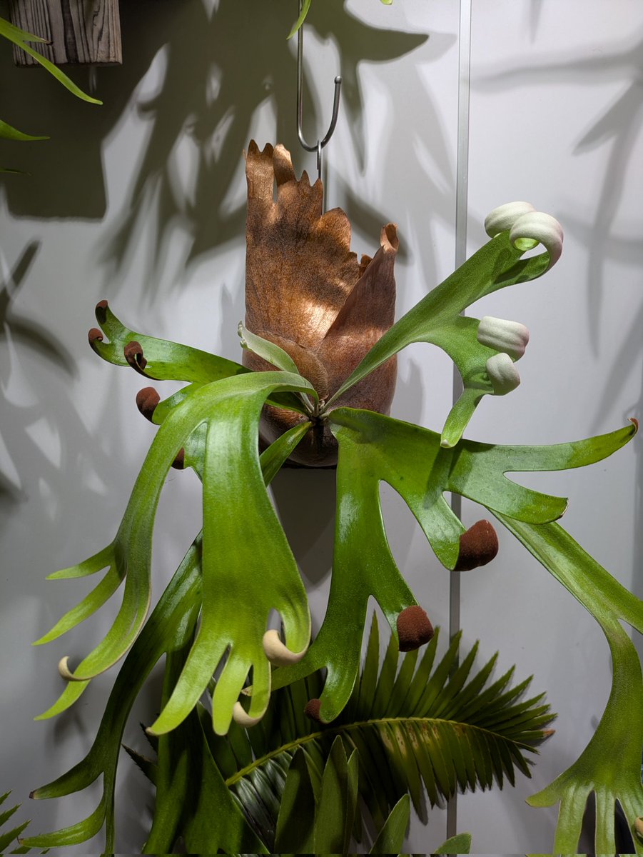 付け替えなきゃと思ってタイミング逃してる
P. 'Foong Siqi'