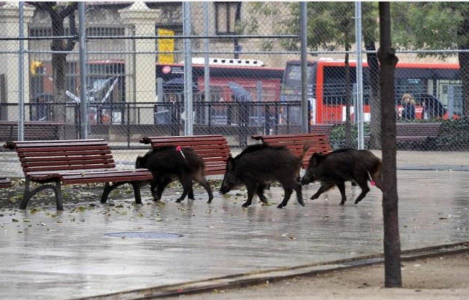 Apareixen casos de PPA a Catalunya. Una conseqüència més i molt greu de la superpoblació i descontrol de la fauna salvatge. Curiosament apareix a l'àrea metropolitana on els jabalins és pasejen pel carrer i hi ha gent que encara els hi fa gràcia.