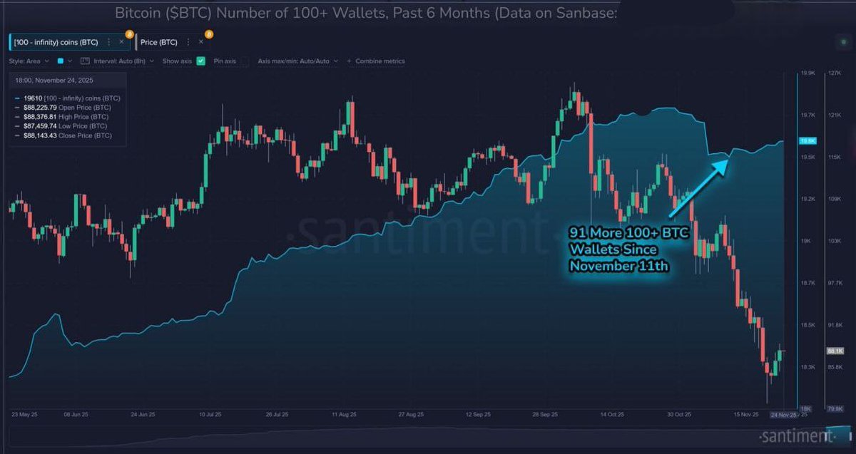 🚨Bureau : Aumento dei portafogli con oltre 100 BTC e diminuzione dei piccoli detentori: i dati dal 11 novembre