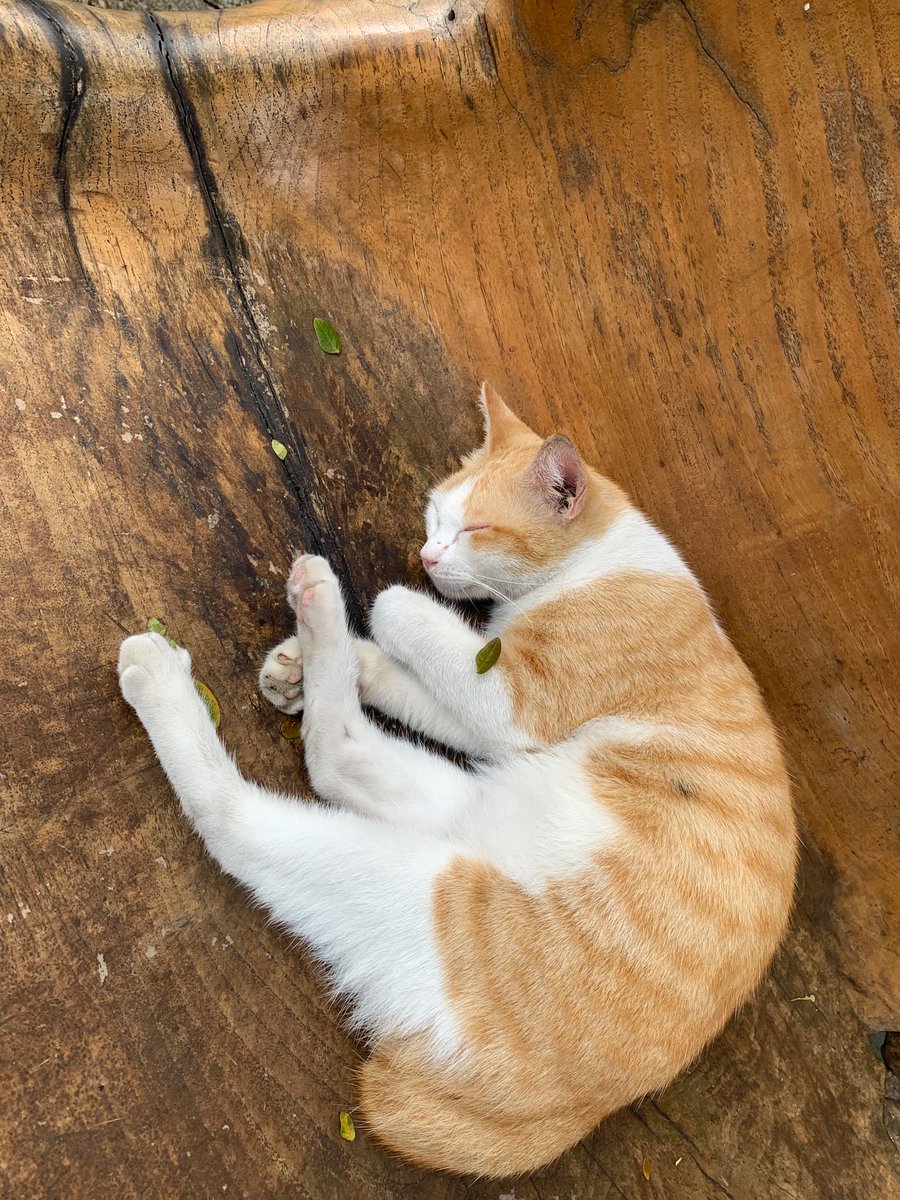 BEM FISIP UNIVERSITAS BRAWIJAYA ✘ tweet media