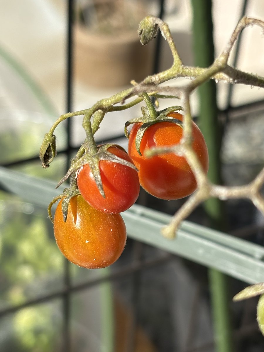 暖かい一日だったね 庭のプチトマト🍅が 可愛く色づいてます 忙しかっ