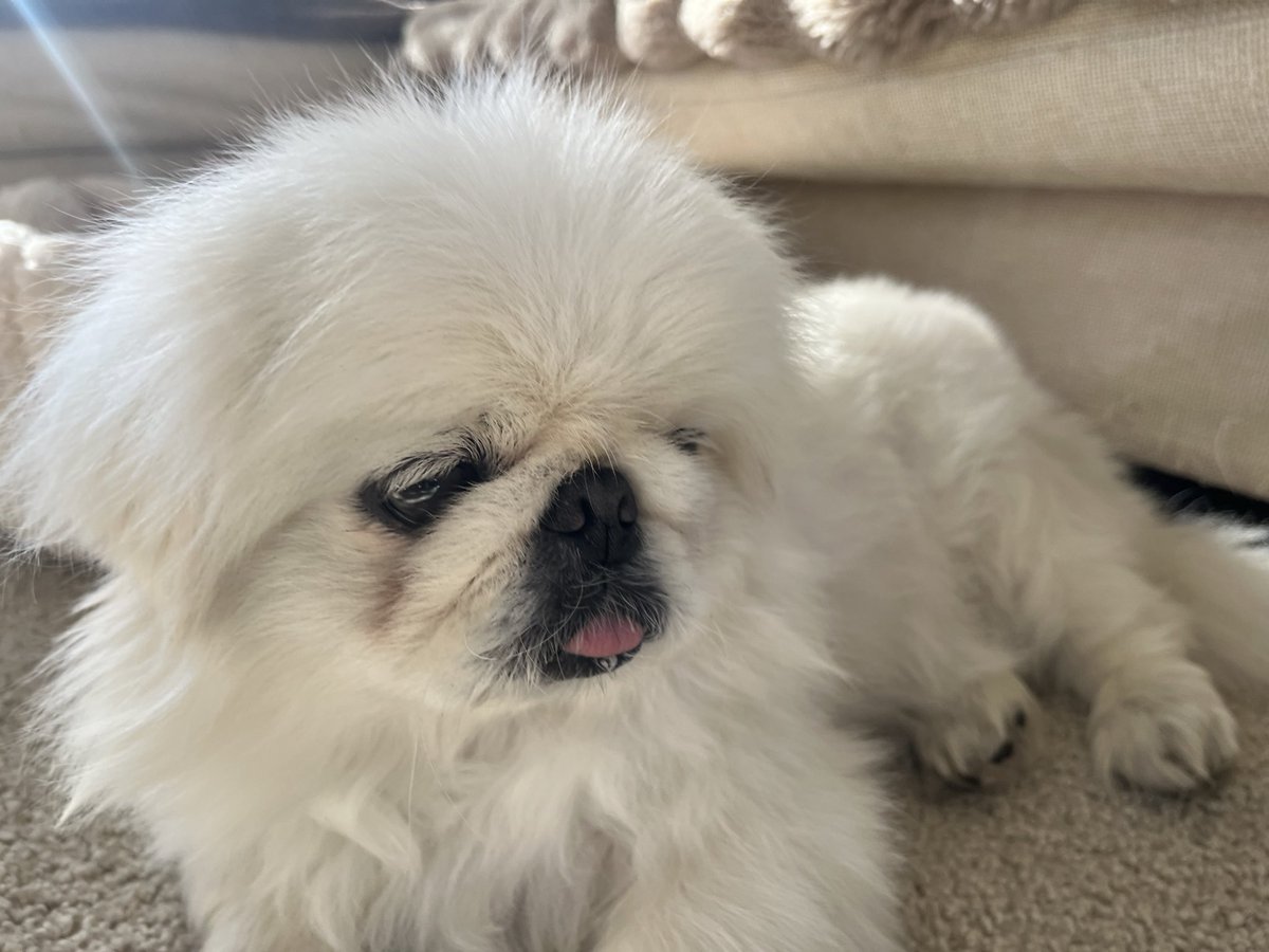 こっちゃんもかわいい (@inuparty_) on Twitter photo 