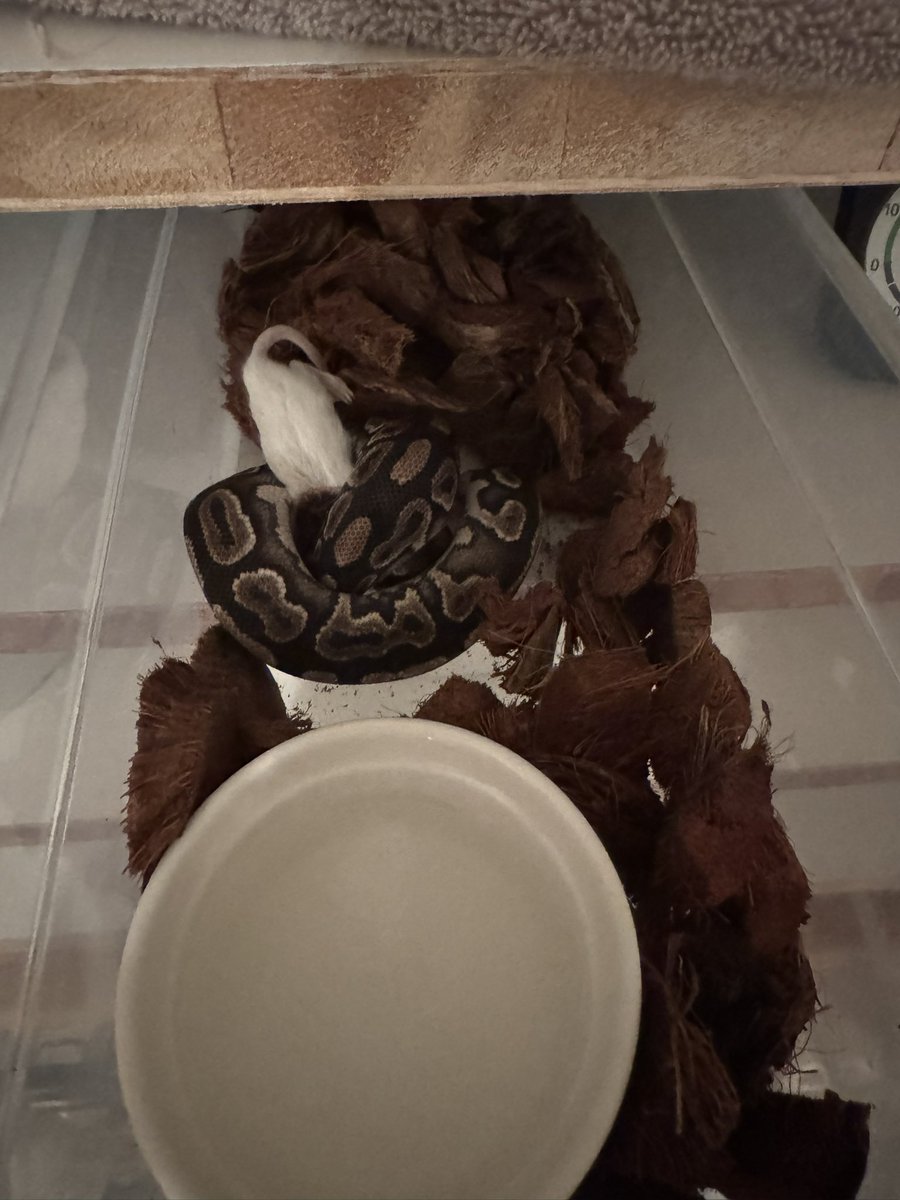 忘年会前に餌やり🐁
偉いね〜

1.0 Cinnamon