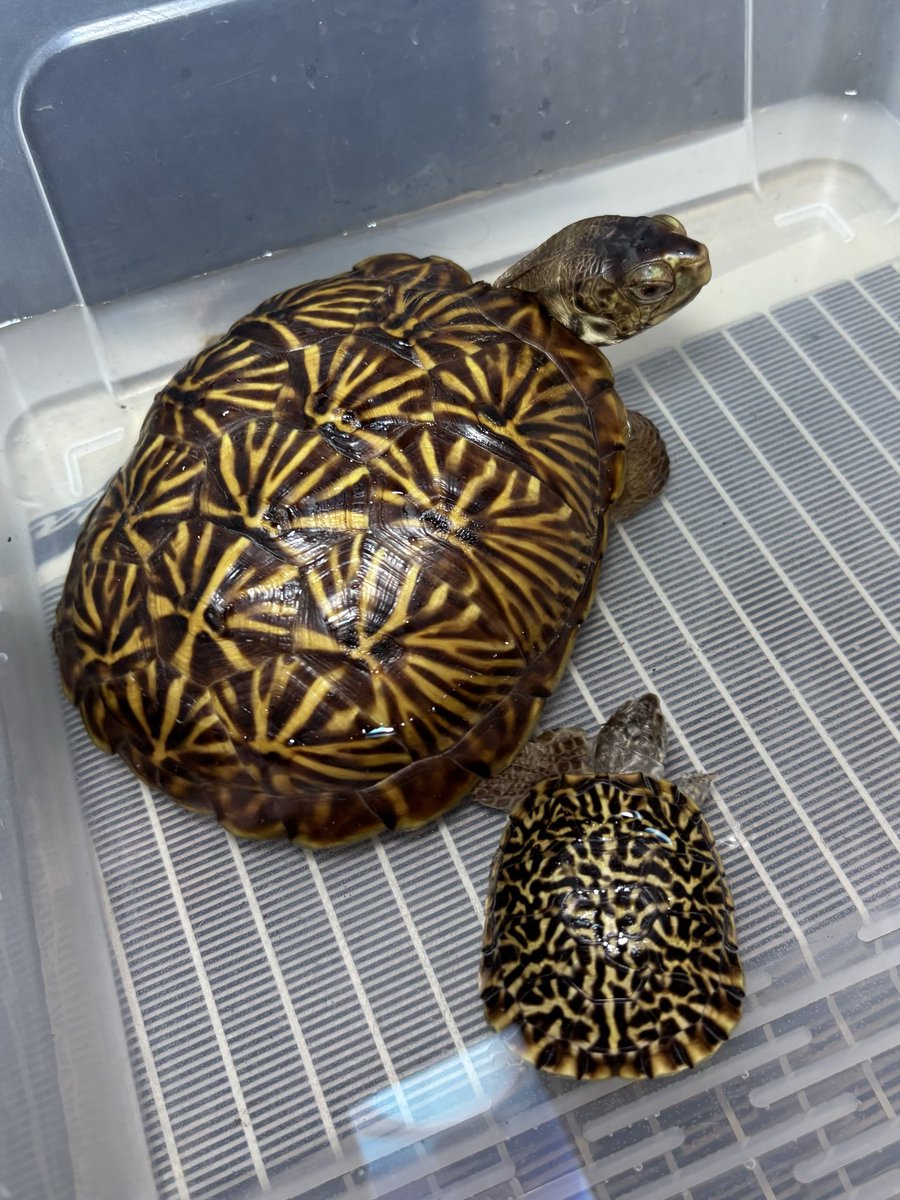 dsk_life's tweet photo. ミナミニシキハコガメ🐢
2024CB(ミナミくん)と2025CB比較
来シ���ズンには2024CBの雌雄がわかって、同じくらいのサイズ感になっているかな!
※写3、2024CB(ミナミくん)のベビー時
※写4、2025CB
#ミナミニシキハコガメ
#ニシキハコガメ
#アメリカハコガメ
#desertboxturtle
#terrapeneornateluteola https://t.co/ZV19AL0Qk7