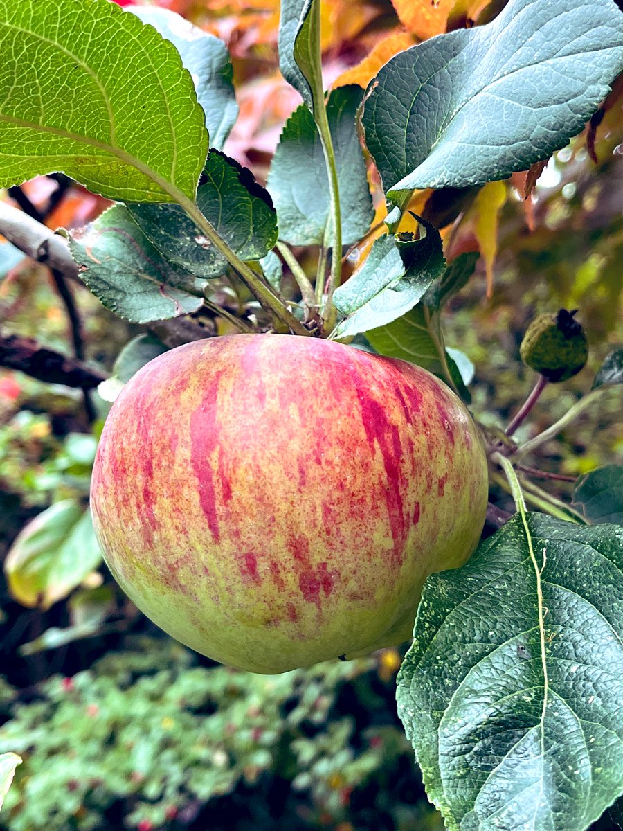 FloralRainbowAW's tweet image. For #WeekVForVowels #AlphabetChallenge 
A = Apple 🍏