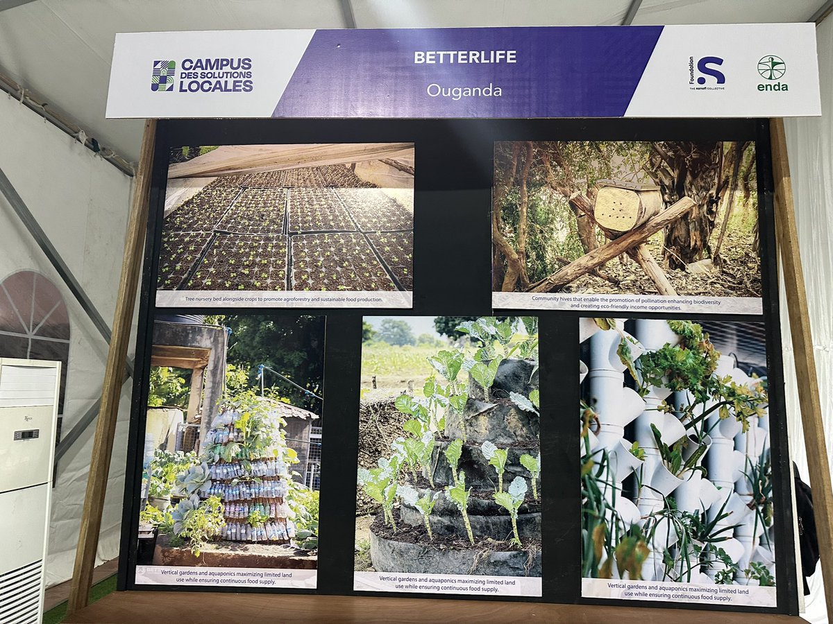 Denise Ayebare tweet media