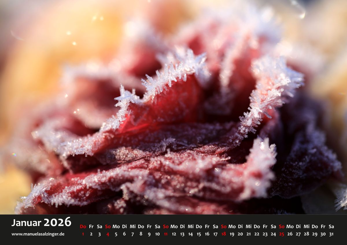 Im Januar ist es hier häufig lange grau, daher kommt als 
Gegenentwurf viel Licht und Farbe mit den Rosen aus dem Vorjahr, die dafür die Winterdekoränder noch behalten haben.

manuelasalzinger.de/shop