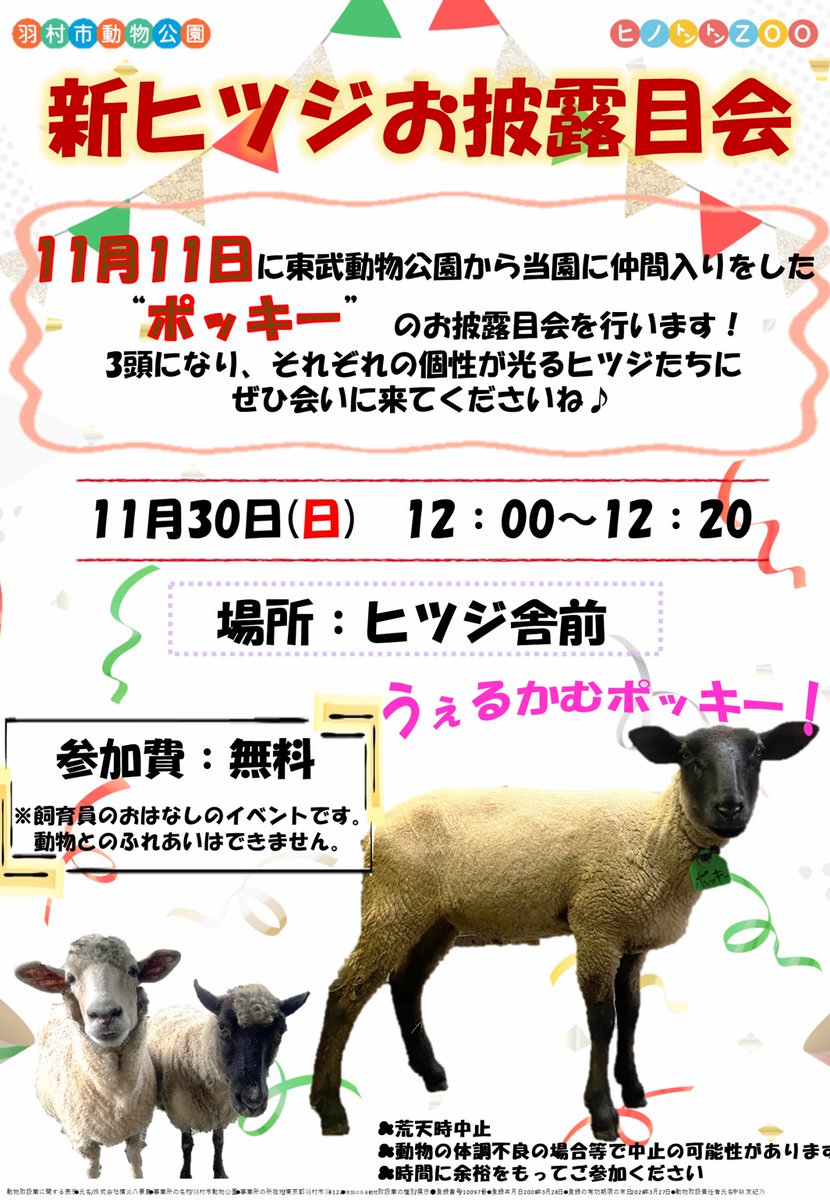 明日11月30日(日)、 #ヒツジ の #ポッキー お披露目会イベントを